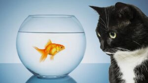 Le chat peut-il cohabiter avec d’autres animaux domestiques ? Le chat peut-il cohabiter avec d'autres animaux domestiques ?