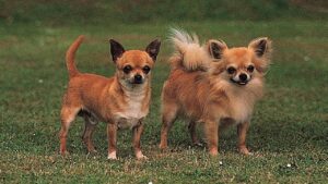 Comment reconnaître un vrai chihuahua ?