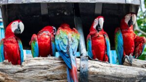 Quels sont les animaux les plus intelligents ? Top 10 ! animaux intelligents
