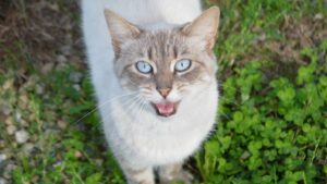 Votre chat miaule tôt le matin et vous réveille ? pourquoi et que faire miaulement