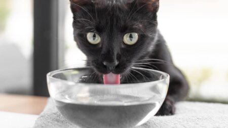 Chat : Aménager son espace intérieur gamelle eau