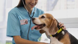 7 avantages de devenir vétérinaire avantages de devenir vétérinaire