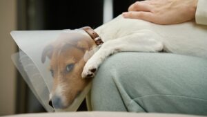 Comment s’occuper de son chien après l’avoir fait castrer ou stériliser ? faire attention apres la castration surveillance accru