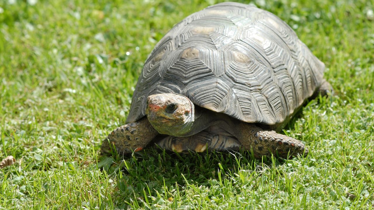 Comment savoir l'âge d'une tortue