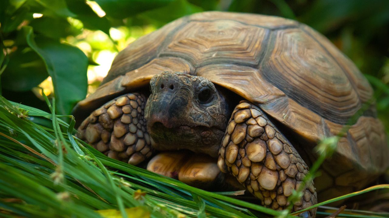 Comment savoir l'âge d'une tortue