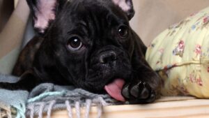 chien qui se leche les pattes