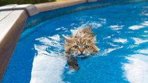 Comment rafraîchir un chat quand il fait chaud ? Baignade chat