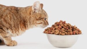 meilleures croquettes pour chats sans céréales