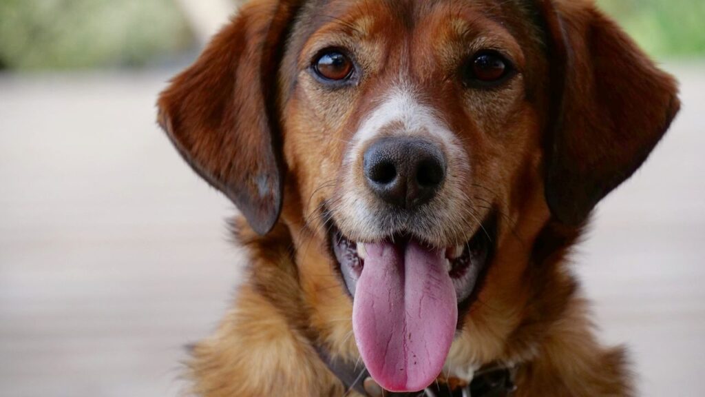 Haleine chien remede