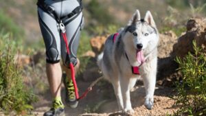 Quel type de chien pour le canicross ? Les meilleures races canicross