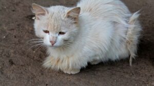 La teigne chez le chat : cette maladie contagieuse Maladie contagieuse la teigne