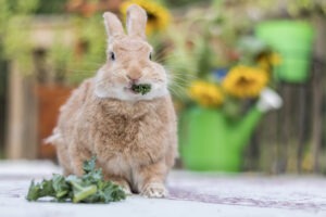 Friandises pour lapin : ce qu'il faut savoir avant d'acheter