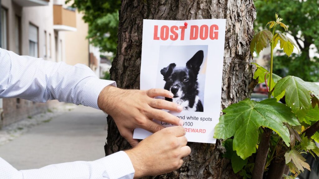 Affiche pour trouver son chien perdu