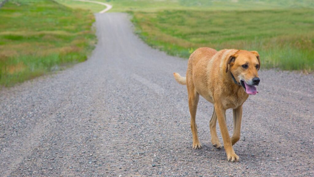 Chercher son chien perdu