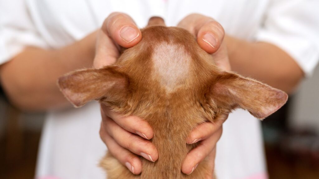 Pelade perte de poils chien