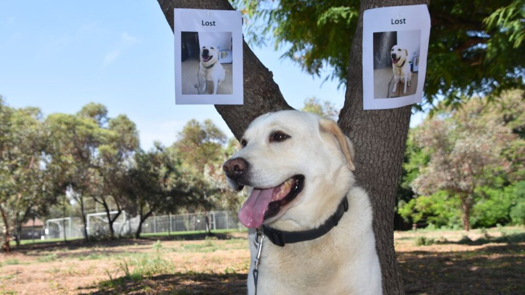 chien perdu