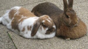 Quel lapin domestique choisir ? Lapin domestique