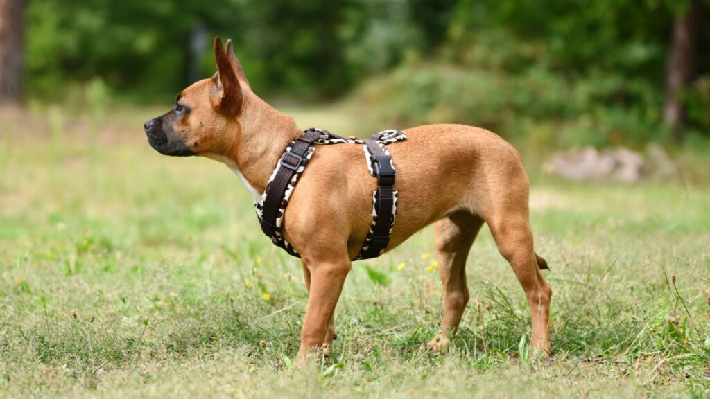 Chien tique piroplasmose