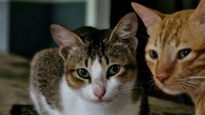 La troisième paupière chez le chat : rôle et signification troisieme paupiere chat