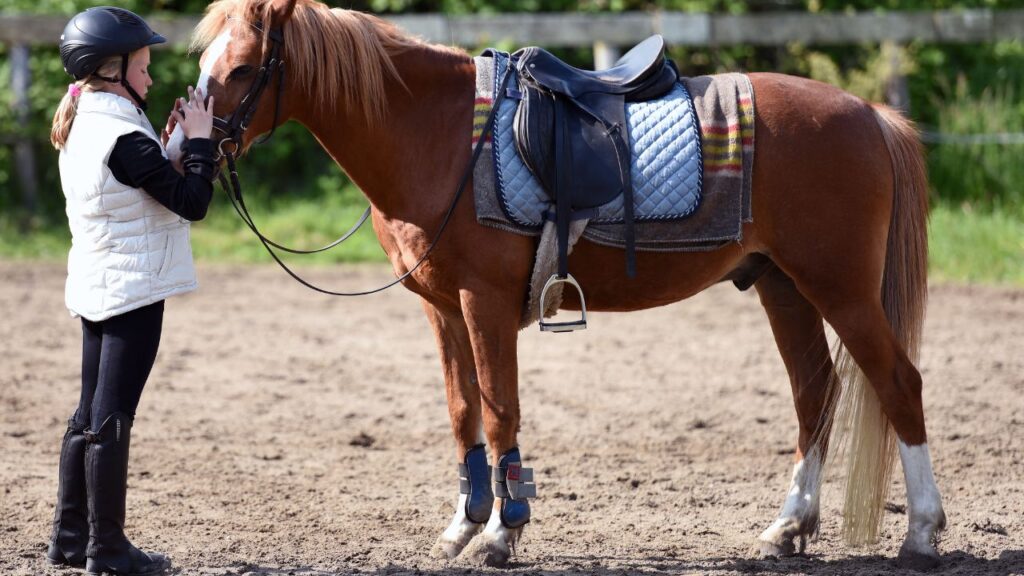 choix de la selle de cheval