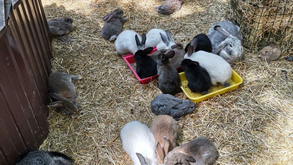 Aménagement habitat lapin