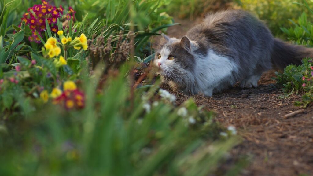 Pourquoi mon chat est actif