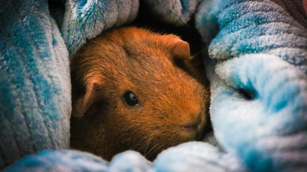 aménagement habitat cochon d’inde