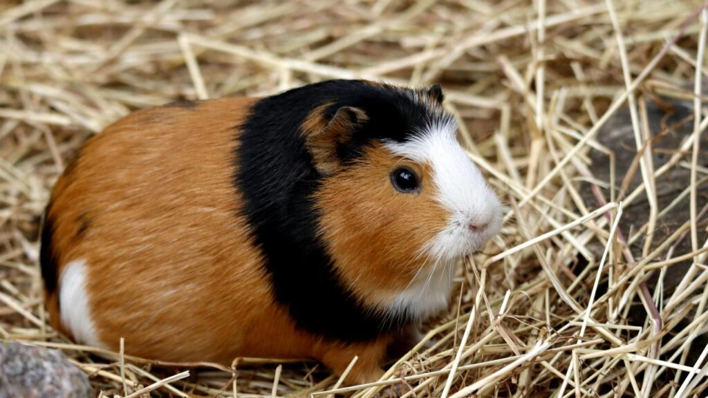 aménagement habitat rongeur
