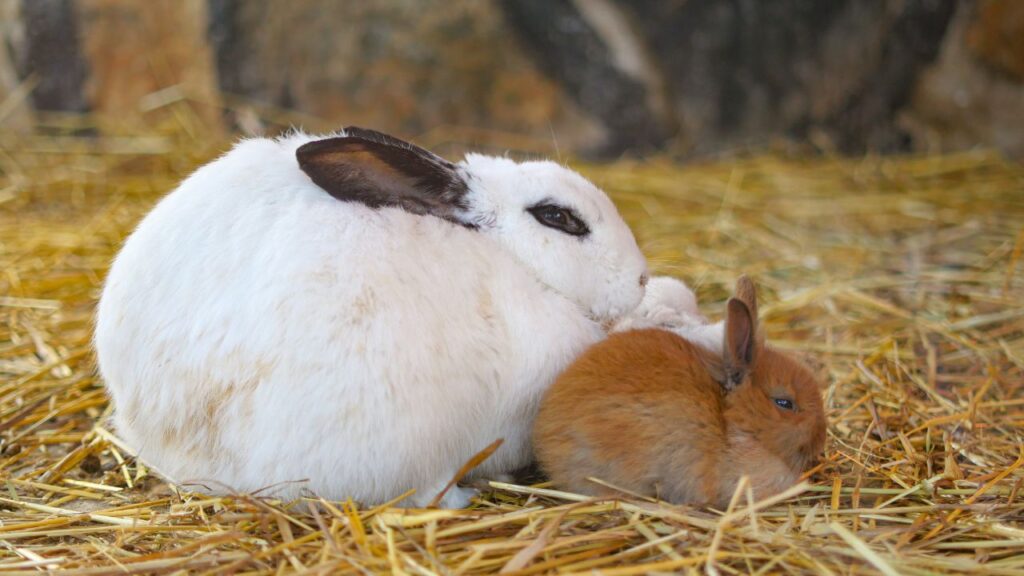 rongeur aménagement habitat