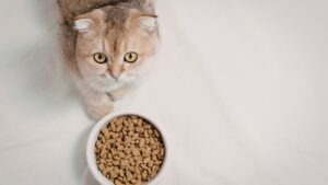 Chat croquette