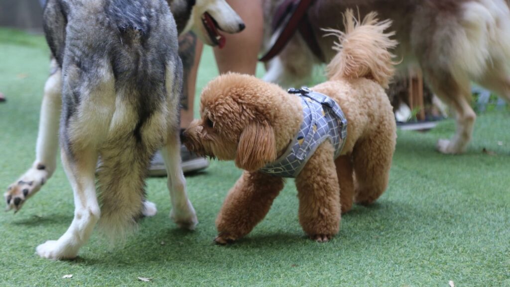 Pourquoi le chien utilise son odorat