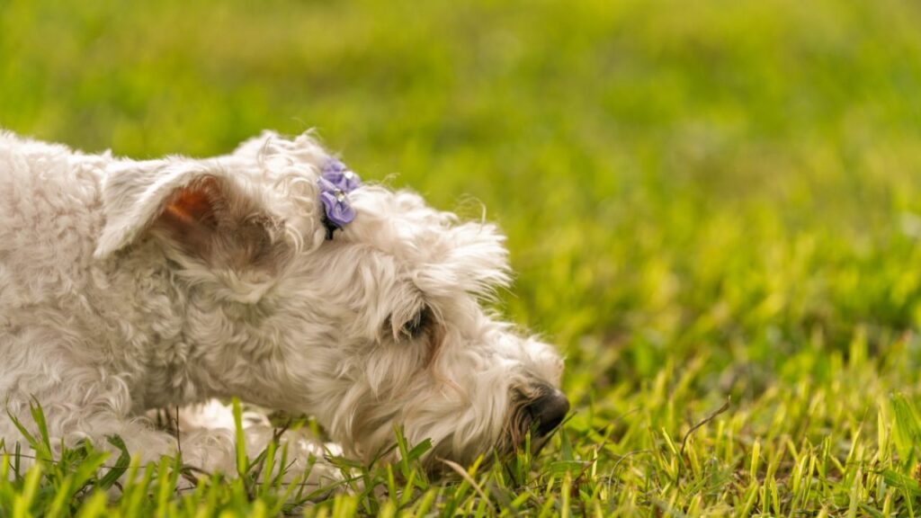 Utilité de l’odorat du chien