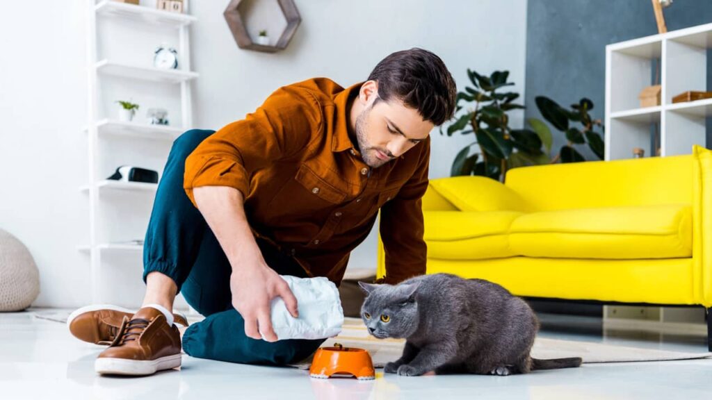 chat gris homme croquettes