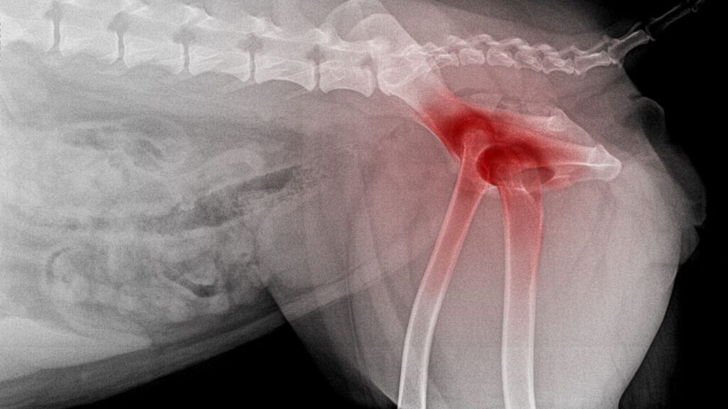 arthrose chien