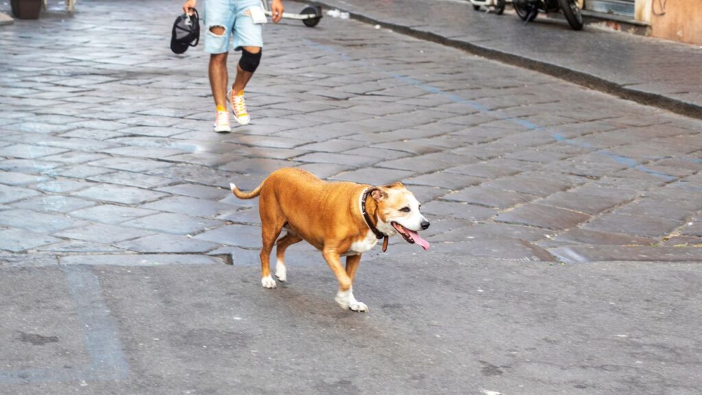 chien