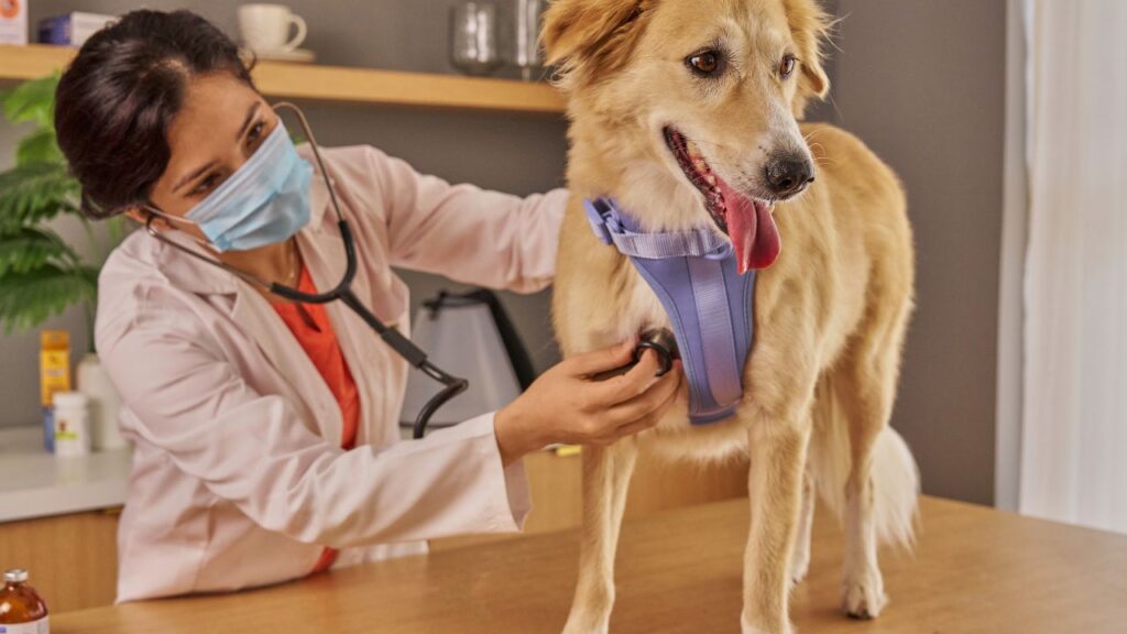 chiens veterinaires