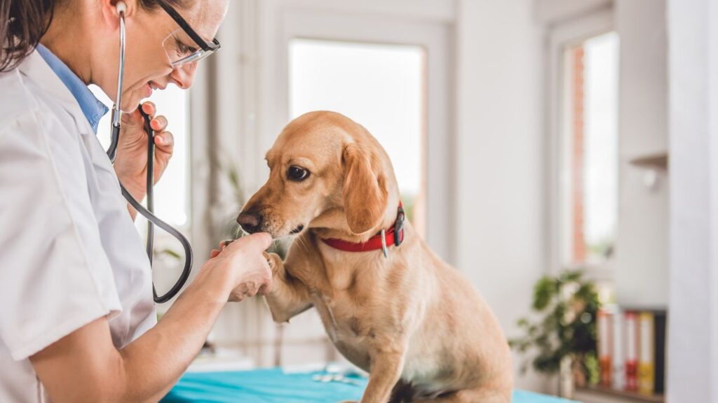 veterinaire