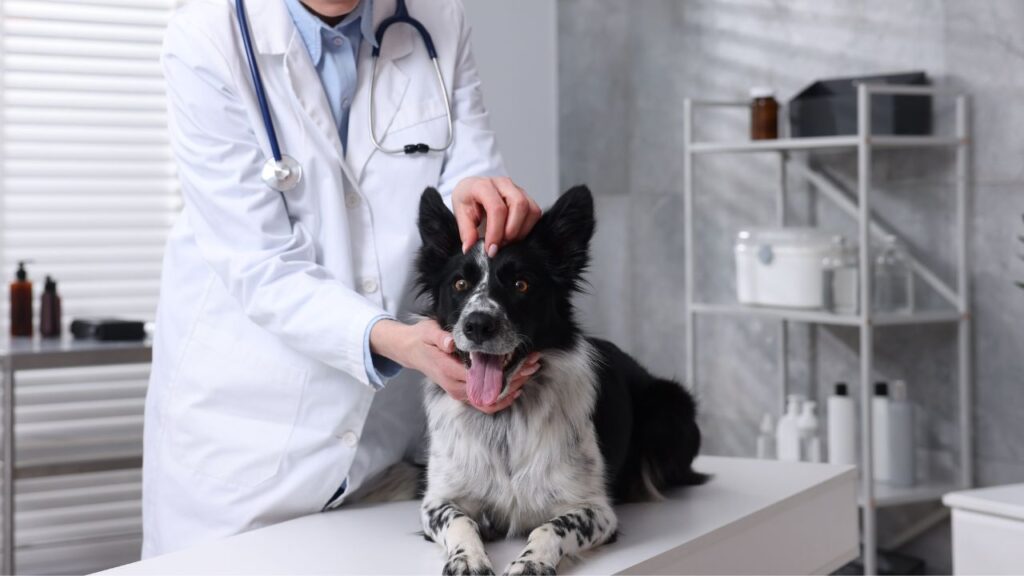 veterinaire chien