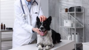 veterinaire chien
