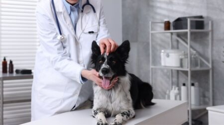 Arthrose chez le chien : comment reconnaître les premiers signes ? veterinaire chien