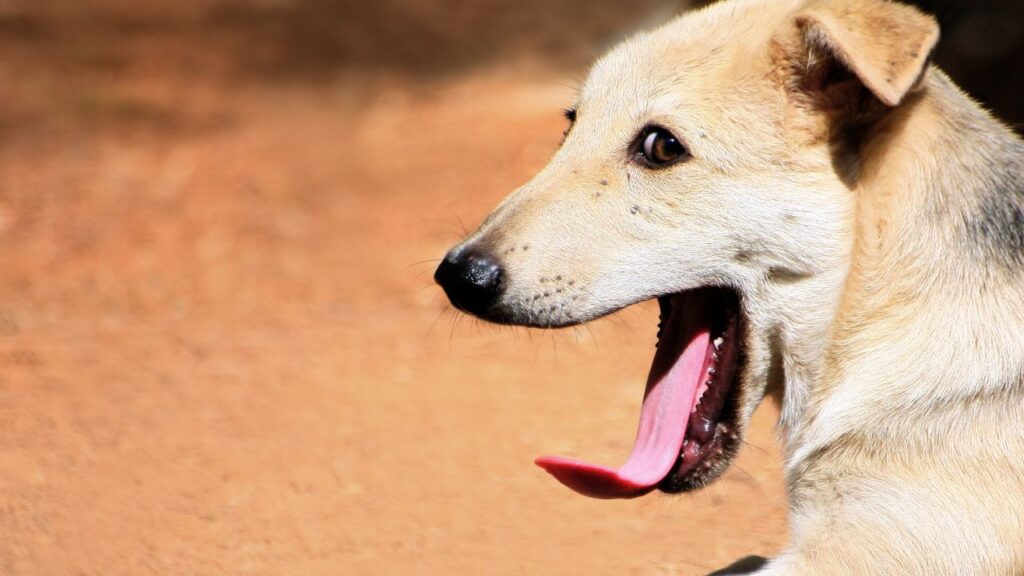 chien baillement