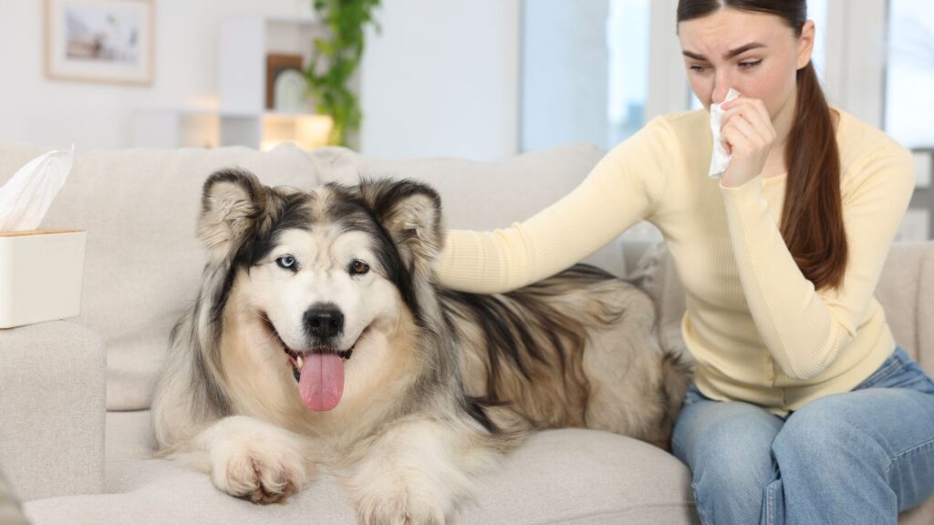 chien stress