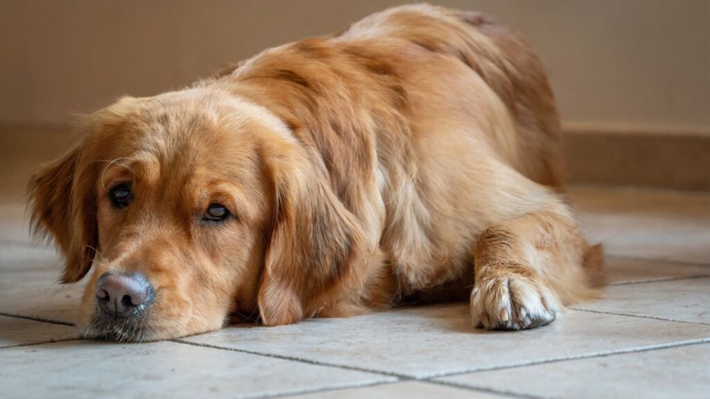 chien stresse