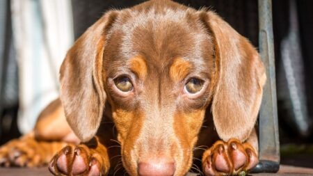 Pourquoi mon chien est-il stressé ? Les causes à connaître chien stresse causes